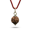 🎁 5 MUKHI RUDRAKSHA