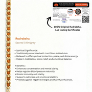Triora Rudraksha Kada